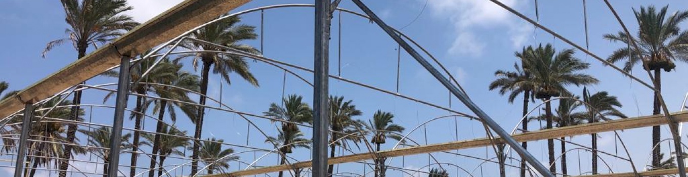 برنامج "تصدير" يقدم الدعم لمزارعي قطاع غزة من خلال إعادة بناء 19 دونماً من الدفيئات الزراعية 